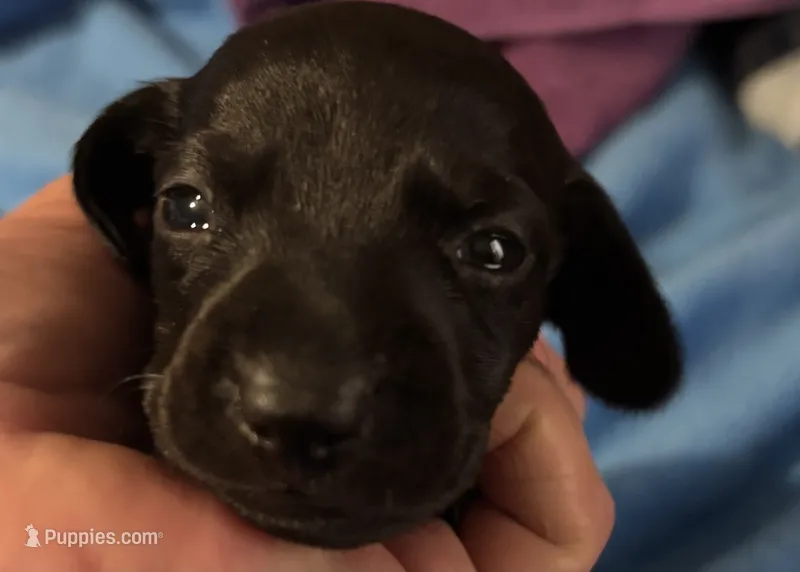 Midnight AKC  – Miniature Dachshund puppy for sale in Perris, CA