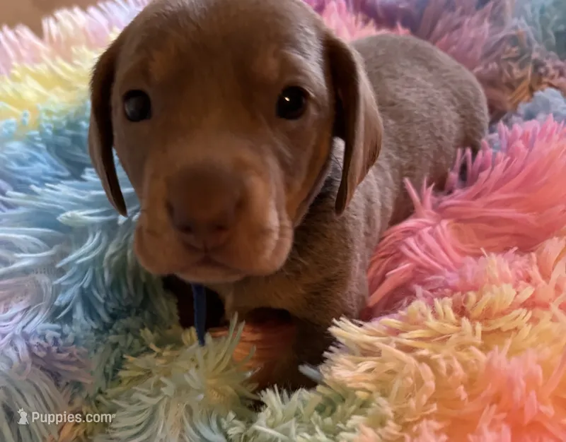 Nemo – Miniature Dachshund puppy for sale in Perris, CA