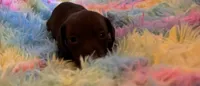 Winston , a male Miniature Dachshund for sale in Perris, CA – 5 of 9