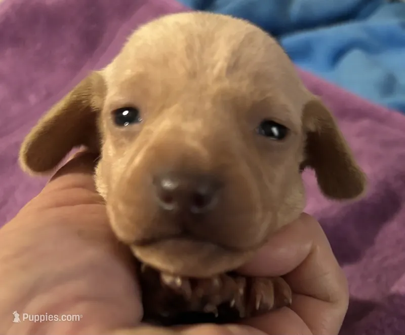 Leila AKC  – Miniature Dachshund puppy for sale in Perris, CA
