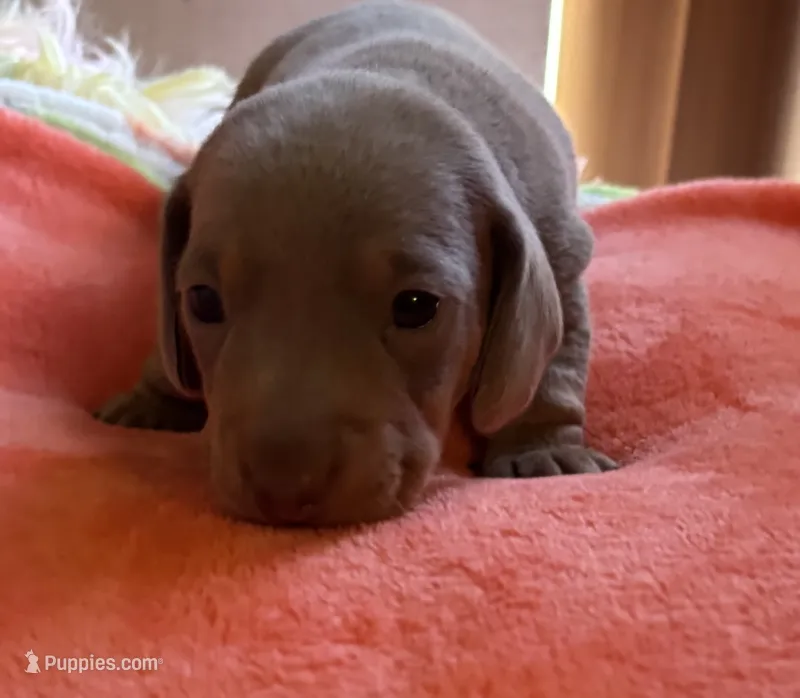 Charlie – Miniature Dachshund puppy for sale in Perris, CA