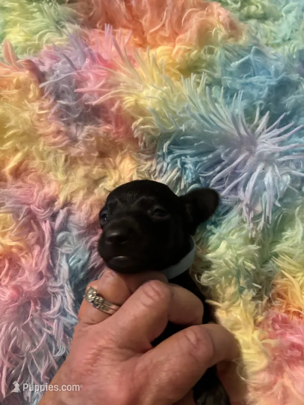 Shadow – Miniature Dachshund puppy for sale in Perris, CA