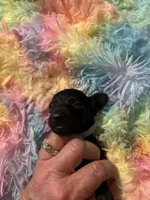 Shadow, a male Miniature Dachshund for sale in Perris, CA – 1 of 6