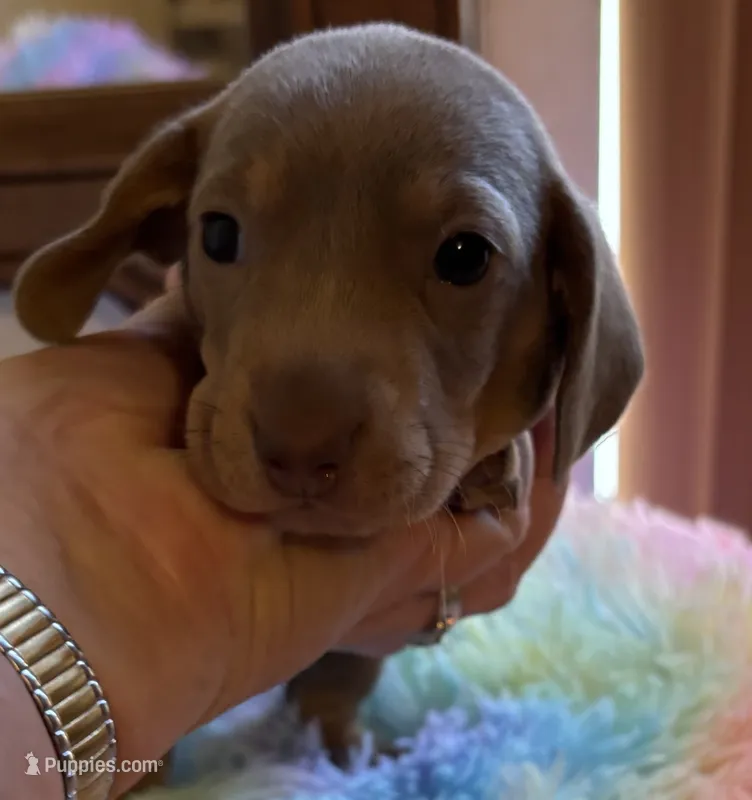 Nemo – Miniature Dachshund puppy for sale in Perris, CA