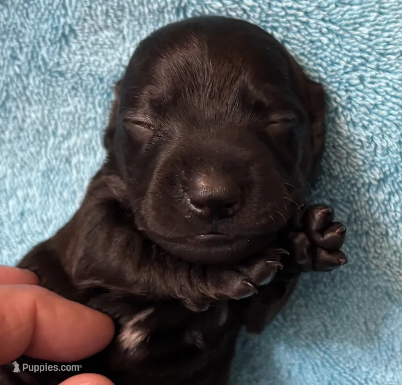 Midnight AKC  – Miniature Dachshund puppy for sale in Perris, CA