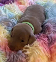 Charlie, Color is Isabella , a male Miniature Dachshund for sale in Perris, CA – 5 of 8