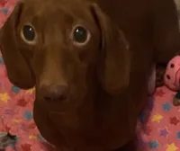 Shadow, a male Miniature Dachshund for sale in Perris, CA – 5 of 6