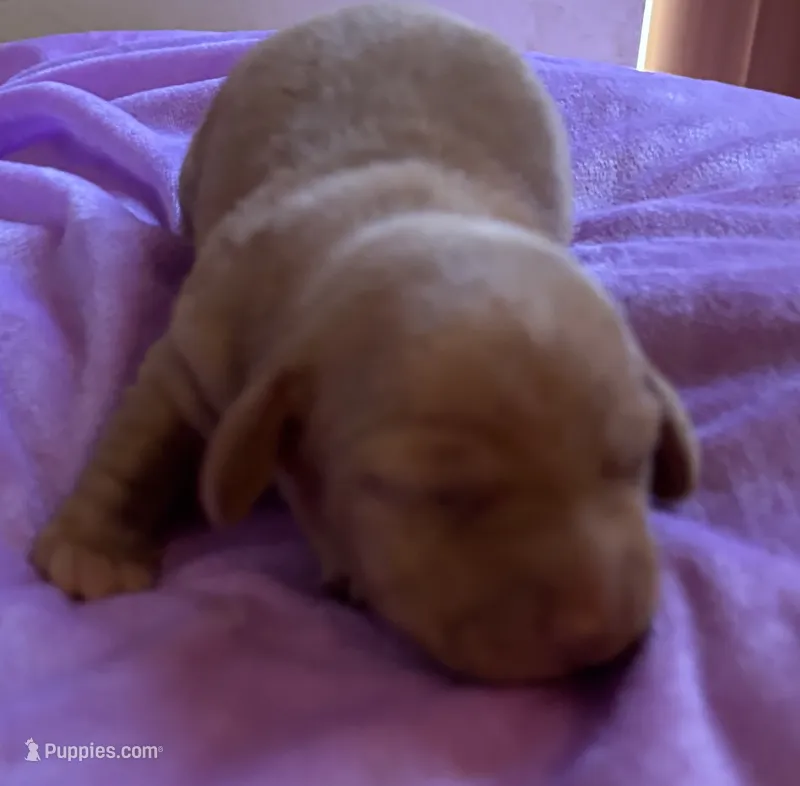 Sparky, Red  – Miniature Dachshund puppy for sale in Perris, CA
