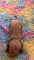 Teddy , a male Miniature Dachshund for sale in Perris, CA – 4 of 9