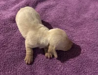 Leila AKC , a female Miniature Dachshund for sale in Perris, CA – 3 of 5