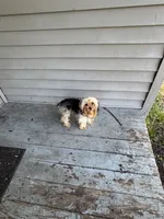 Wynter , a female Yorkshire Terrier for sale in Kalamazoo, MI – 4 of 7