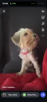 Wynter , a female Yorkshire Terrier for sale in Kalamazoo, MI – 6 of 7