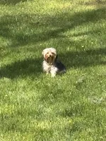 Wynter , a female Yorkshire Terrier for sale in Kalamazoo, MI – 3 of 7