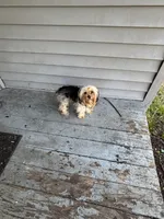 Wynter , a female Yorkshire Terrier for sale in Kalamazoo, MI – 5 of 7