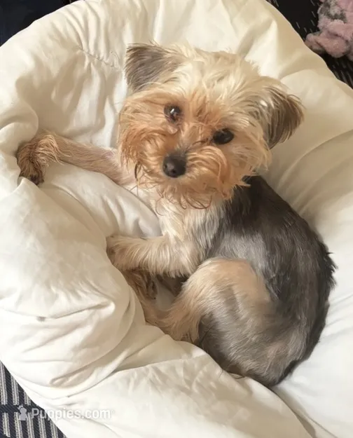 Wynter  – Yorkshire Terrier puppy for sale in Kalamazoo, MI