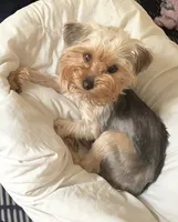 Wynter , a female Yorkshire Terrier for sale in Kalamazoo, MI – 1 of 7
