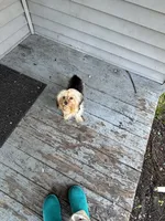 Wynter , a female Yorkshire Terrier for sale in Kalamazoo, MI – 7 of 7