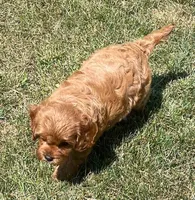 Marta , a female Cavapoo for sale in Claypool, IN – 5 of 8