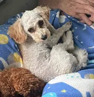 Traveling Mille (Small), a female Bichon Frise and Cavapoo for sale in Claypool, IN – 8 of 10