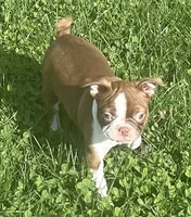 Morgan, a female Boston Terrier for sale in Claypool, IN – 5 of 8