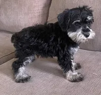 Larry , a male Miniature Schnauzer for sale in Claypool, IN – 6 of 9