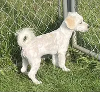 Jasper, a male Havachon for sale in Claypool, IN – 2 of 9