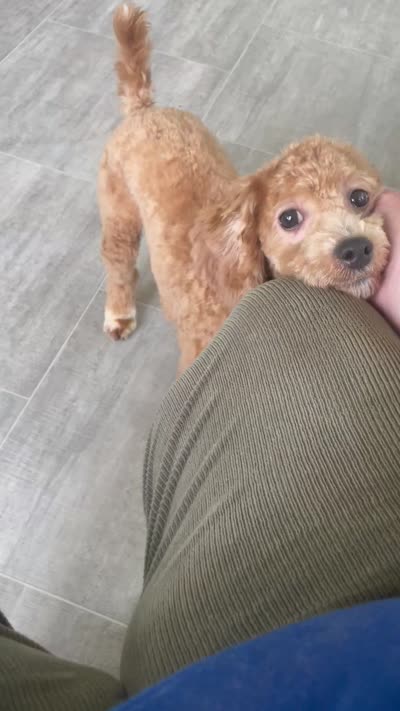 Frankie, a male Bichon Frise and Cavapoo for sale in Claypool, IN – 6 of 7