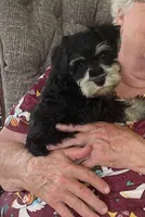 Larry , a male Miniature Schnauzer for sale in Claypool, IN – 9 of 9