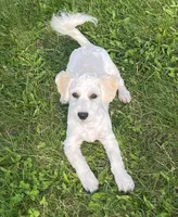 Jasper, a male Havachon for sale in Claypool, IN – 3 of 9