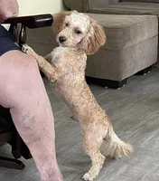 Bo , a male Bichon Frise and Cavapoo for sale in Claypool, IN – 6 of 7