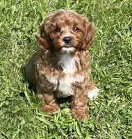 Ezra, a male Cavapoo for sale in Claypool, IN – 6 of 7