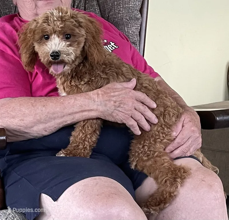Pretty Boy – Bichon Frise, Cavapoo puppy for sale in Claypool, IN