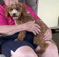 Pretty Boy, a male Bichon Frise and Cavapoo for sale in Claypool, IN – 1 of 8