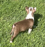 Moonshine, a female Boston Terrier for sale in Claypool, IN – 6 of 7