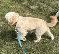 Mr. Happy- Neutered, a male Cavapoo for sale in Claypool, IN – 8 of 9