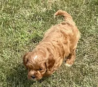 Ezra, a male Cavapoo for sale in Claypool, IN – 5 of 8