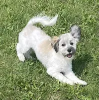 Smudge, a female Havachon for sale in Claypool, IN – 5 of 7