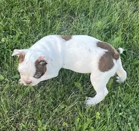 Cory, a male Boston Terrier for sale in Claypool, IN – 3 of 6
