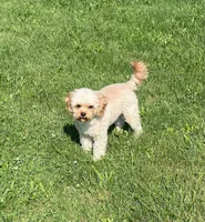 Mr. Happy- Neutered, a male Cavapoo for sale in Claypool, IN – 10 of 10