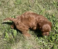 Tara, a female Cavapoo for sale in Claypool, IN – 3 of 8