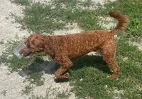 Ruthie -spayed-potty trained, a female Cavapoo for sale in Claypool, IN – 8 of 10