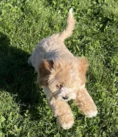 May, a female Bichon Frise and Cavapoo for sale in Claypool, IN – 5 of 7