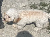Traveling Mille (Small), a female Bichon Frise and Cavapoo for sale in Claypool, IN – 9 of 10