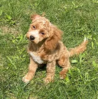 Pretty Boy, a male Bichon Frise and Cavapoo for sale in Claypool, IN – 6 of 7