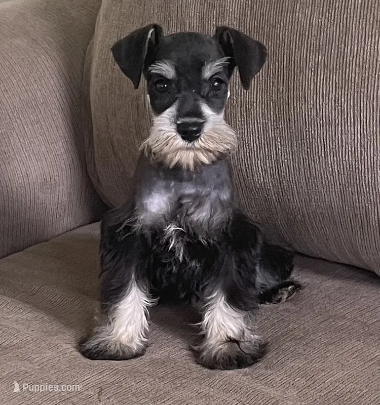 Louise – Miniature Schnauzer puppy for sale in Claypool, IN