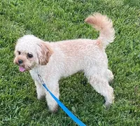 Mr. Happy- Neutered, a male Cavapoo for sale in Claypool, IN – 6 of 10