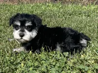 Endora, a female Miniature Schnauzer for sale in Claypool, IN – 3 of 6