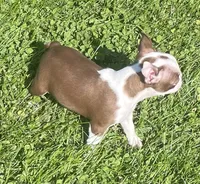 Moonshine, a female Boston Terrier for sale in Claypool, IN – 2 of 7