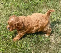 Ezra, a male Cavapoo for sale in Claypool, IN – 6 of 8
