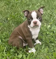 Maya, a female Boston Terrier for sale in Claypool, IN – 4 of 6